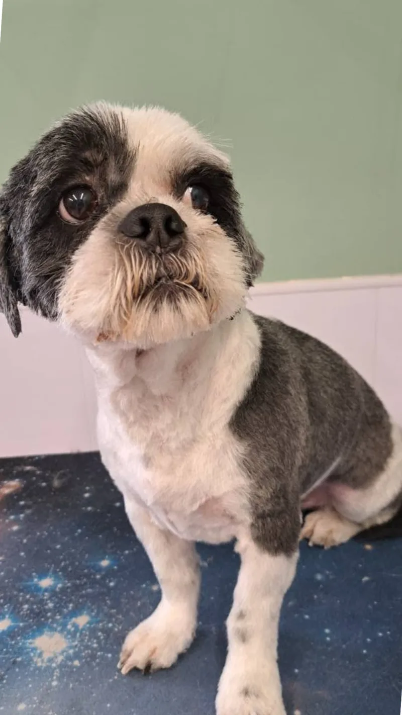 The same shih tzu after its groom, coat clipped short with a tidy face