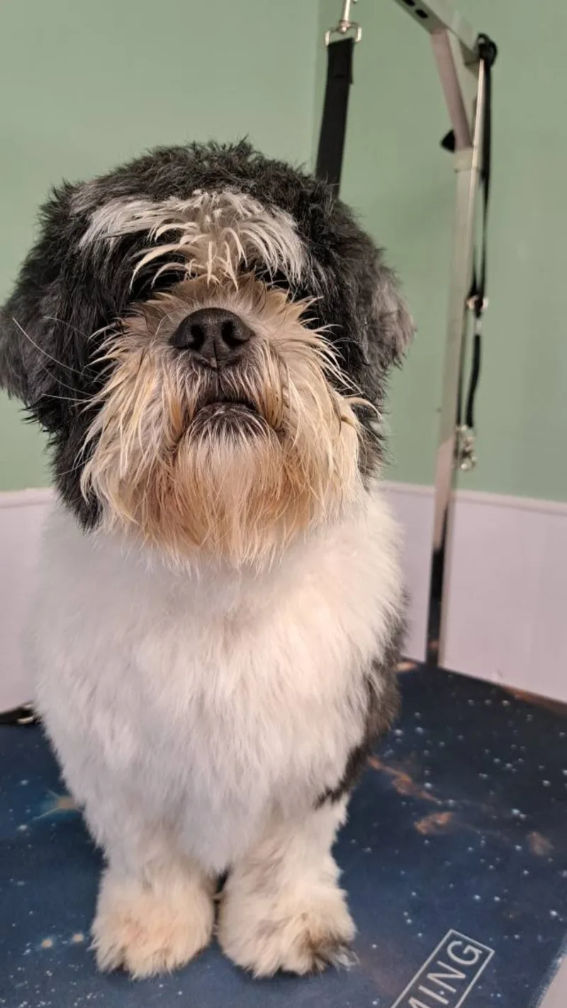 A black and white shih tzu on the grooming table before its groom, coat long and shaggy over its face
