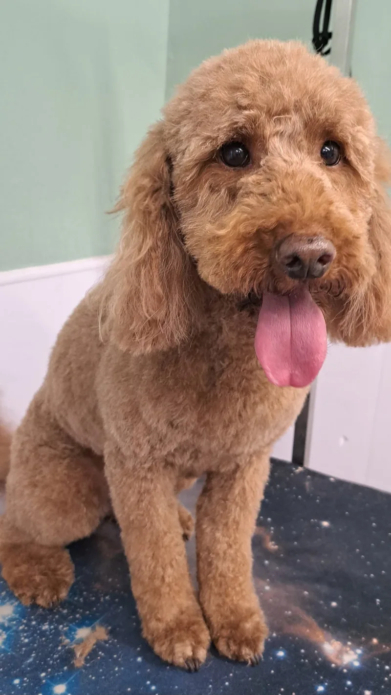 The same apricot cockapoo after its groom, coat neatly trimmed and eyes clear