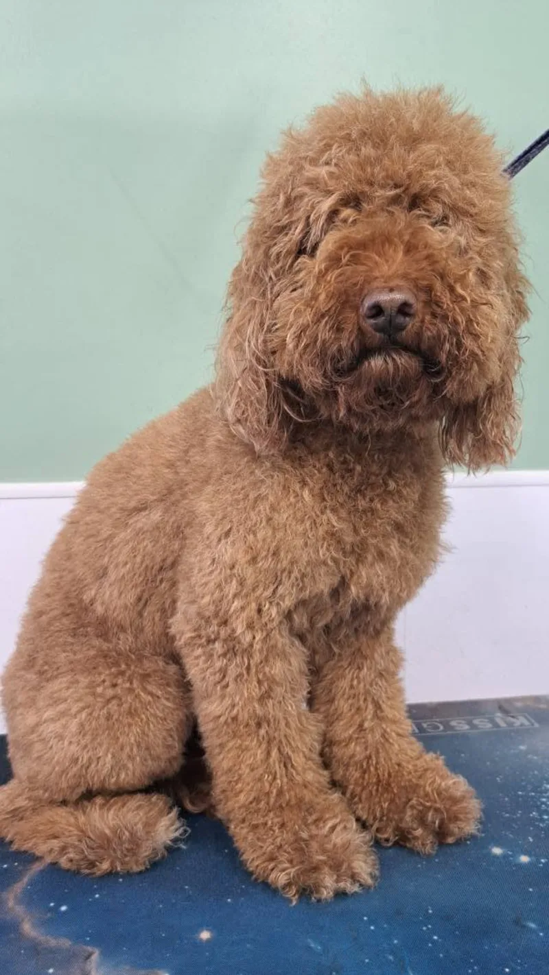 An apricot cockapoo on the grooming table before its groom, curly coat grown over its eyes