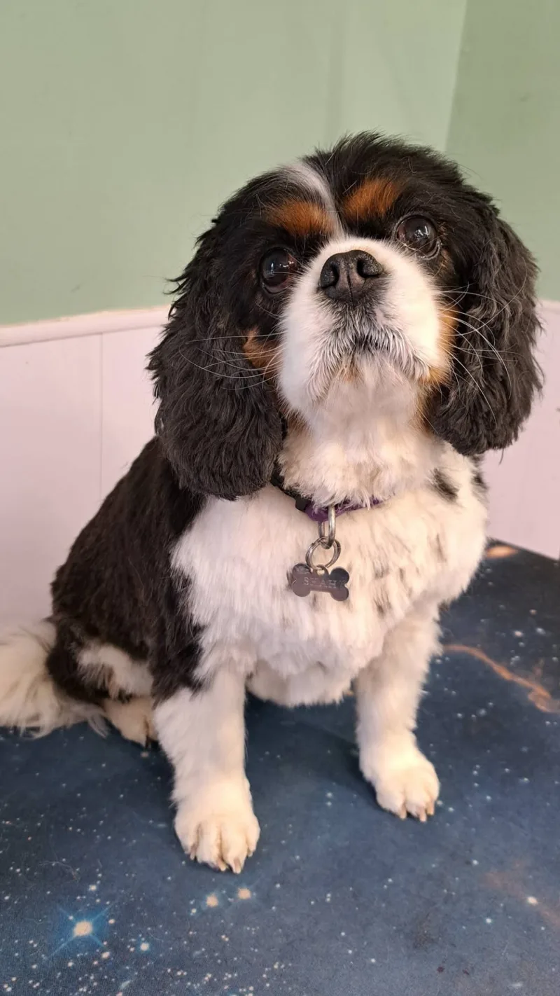 The same Cavalier King Charles spaniel after its groom, coat clean, dry and fluffy