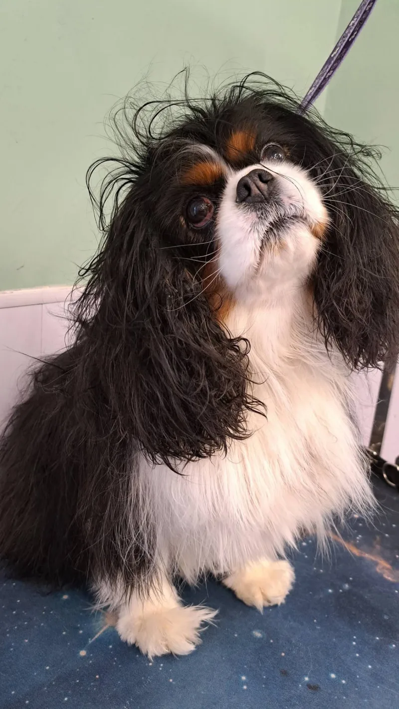 A tricolour Cavalier King Charles spaniel before its groom, coat damp and straggly