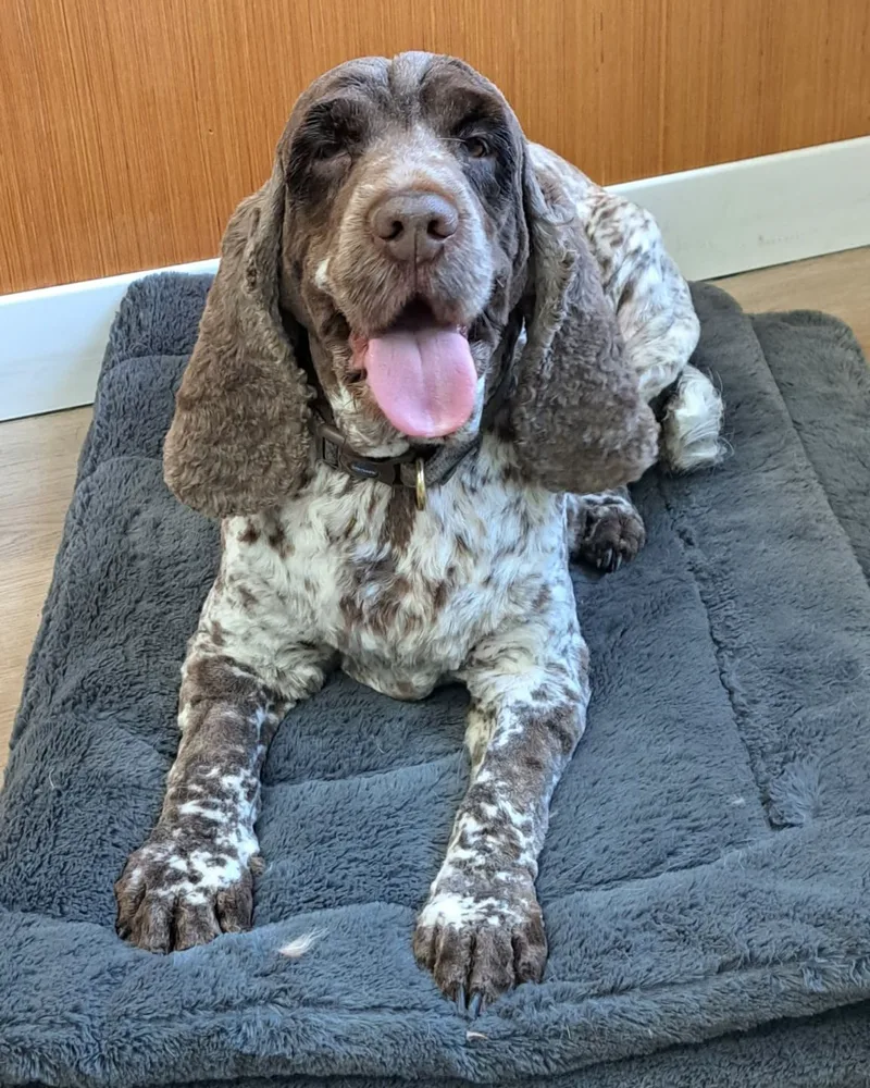 A freshly groomed brown roan spaniel lying contentedly on a blanket