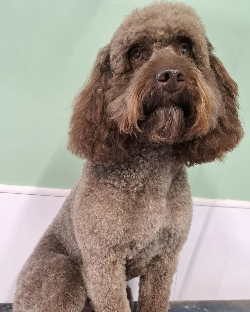 A chocolate cockapoo sitting on the grooming table after a teddy-bear trim