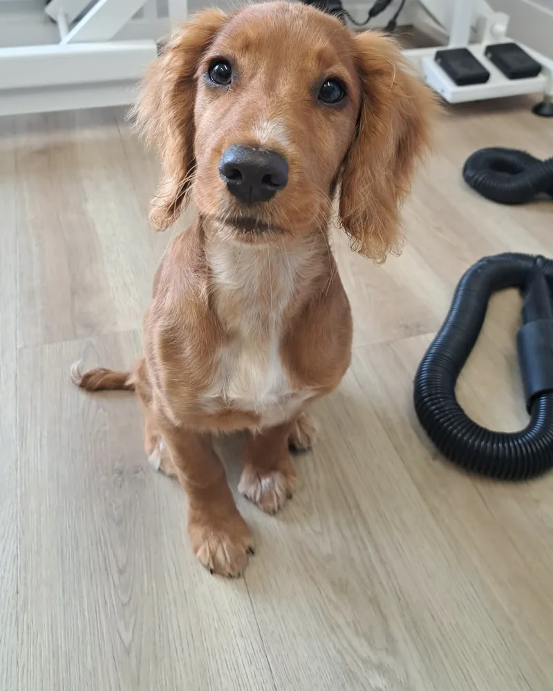 A golden cocker spaniel puppy sitting on the salon floor after its groom
