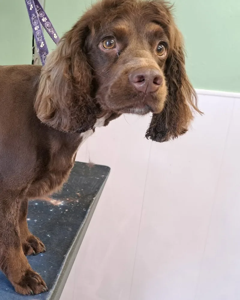 A chocolate cocker spaniel on the grooming table, coat trimmed short and glossy