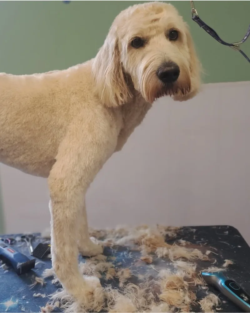 A cream doodle after its groom, coat clipped short and neat