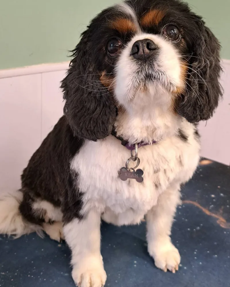 A tricolour Cavalier King Charles spaniel looking up after its groom